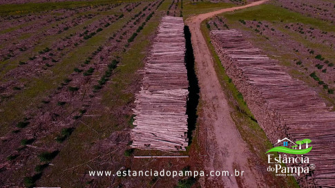 DOS EÓLICOS VIRA P FAZENDA_Moment.00_01_06_09.Quadro318_d8f20157e78322bf4c3487dd1c4b9f3c799bdbc1.jpg
